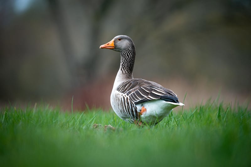 wildlife encounter